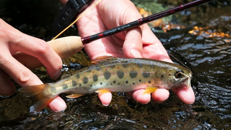 静岡・狩野川】渓流フライフィッシングで美アマゴ連発！ヤマガの新